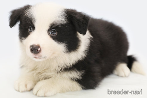 成約済の神奈川県のボーダーコリー-315523